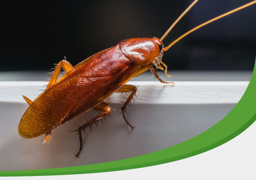 IPM Tech Pest Control Services Roach Control Blog Image