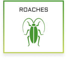 IPM Tech Roaches Services Icon