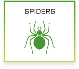 IPM Tech Spiders Services Icon