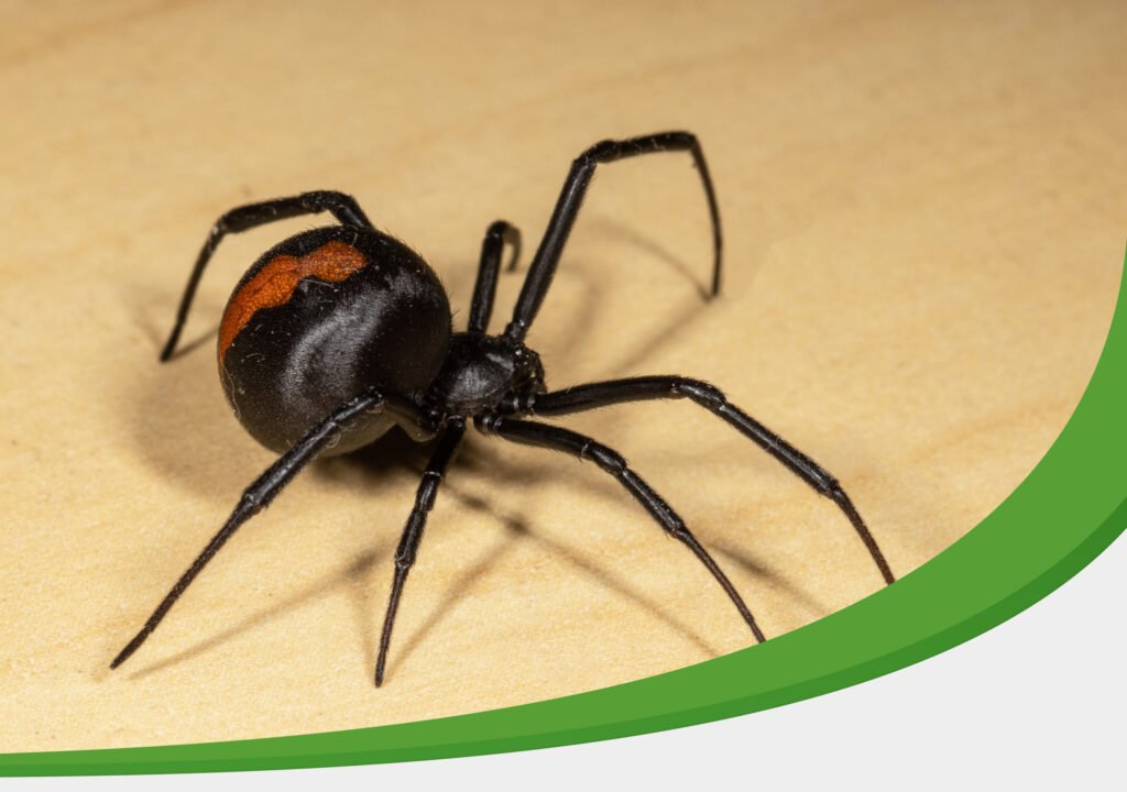 IPM Tech Pest Control Services Spider Control Blog Cover