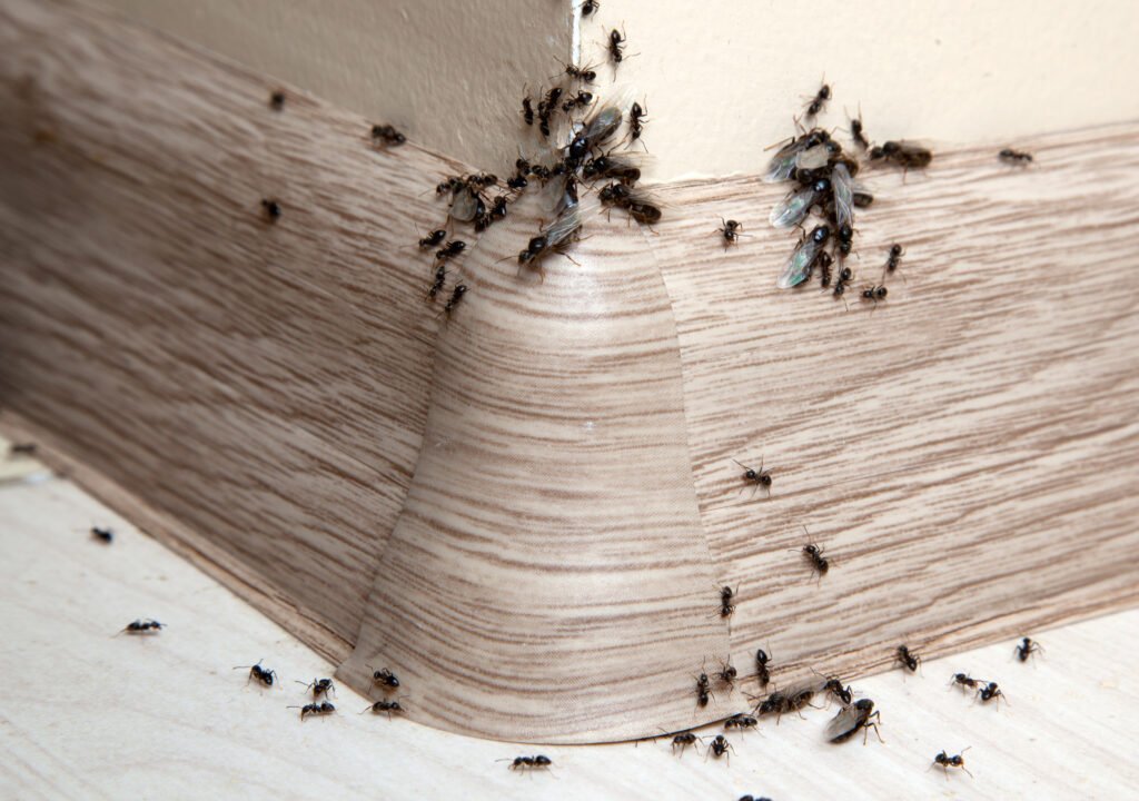 A trail of ants infesting on a wall inside of a house