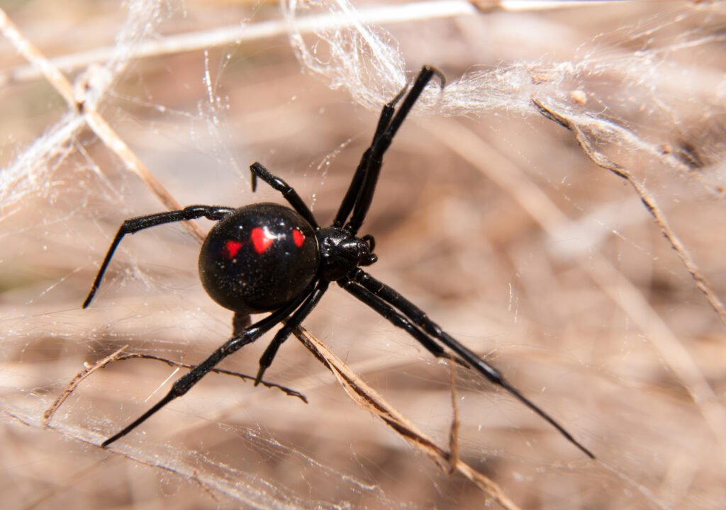 Black Widow Spider in a home making a web